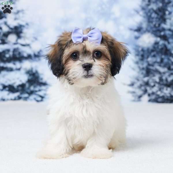 Abby, Teddy Bear Puppy